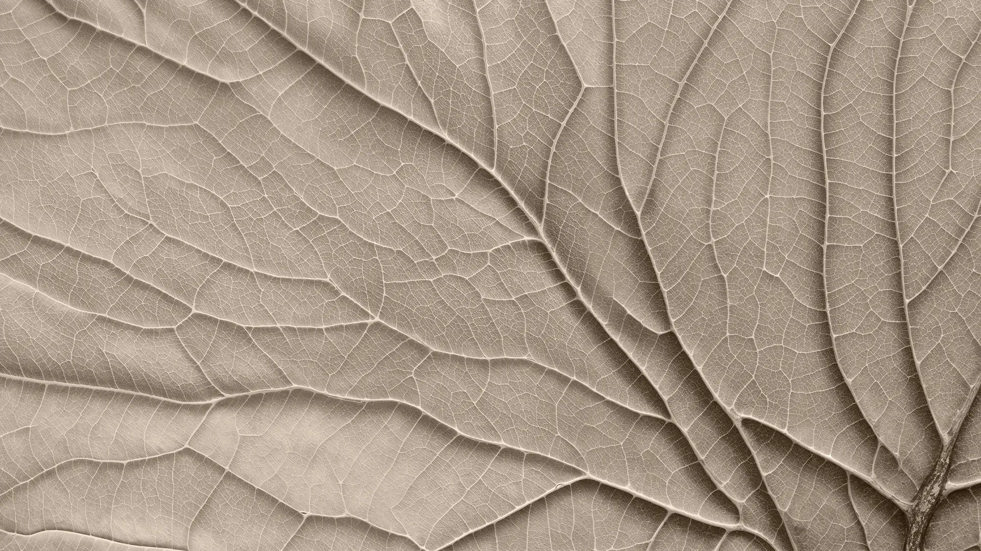 Yıldız Entegre – Atlantis MDFLam / SuntaLam Panel