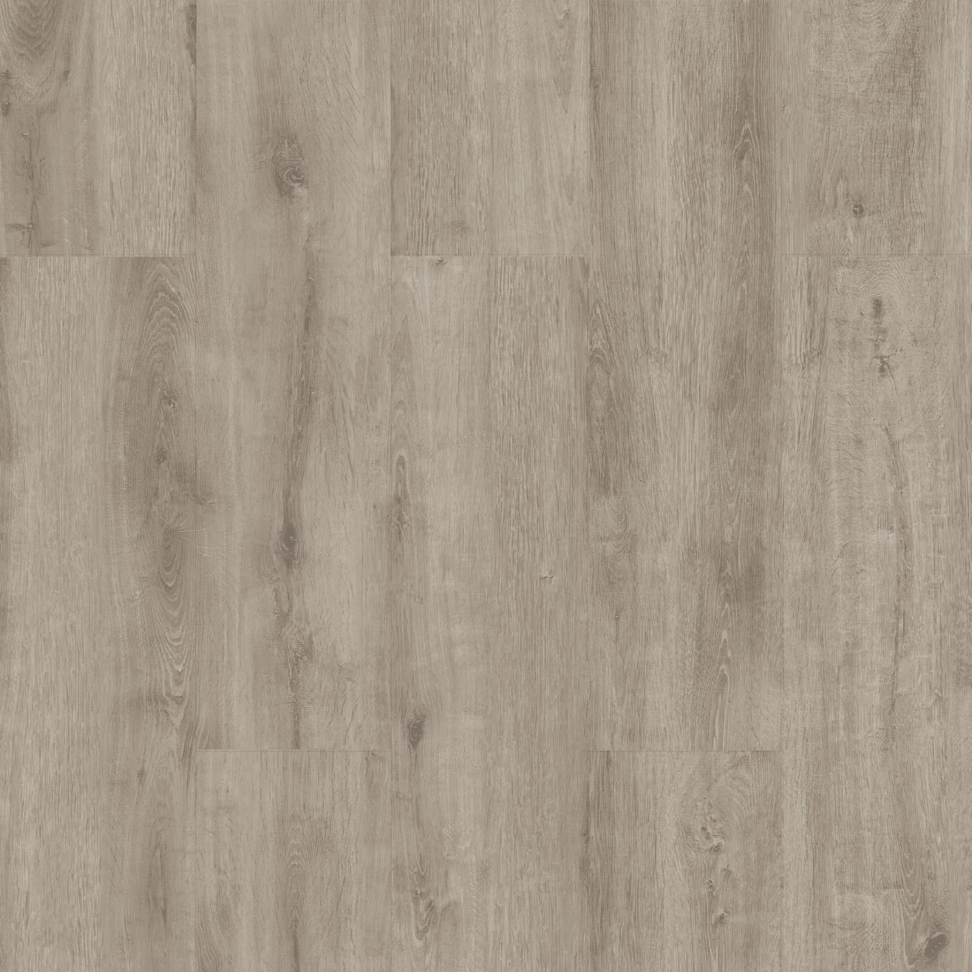 Çamsan – Acar Meşe – 5004